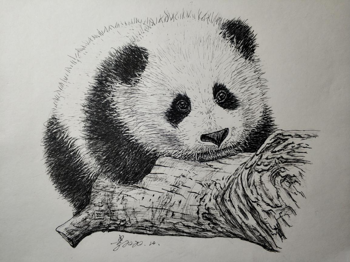 熊猫画(国宝大熊猫——景建军的钢笔画作品欣赏)