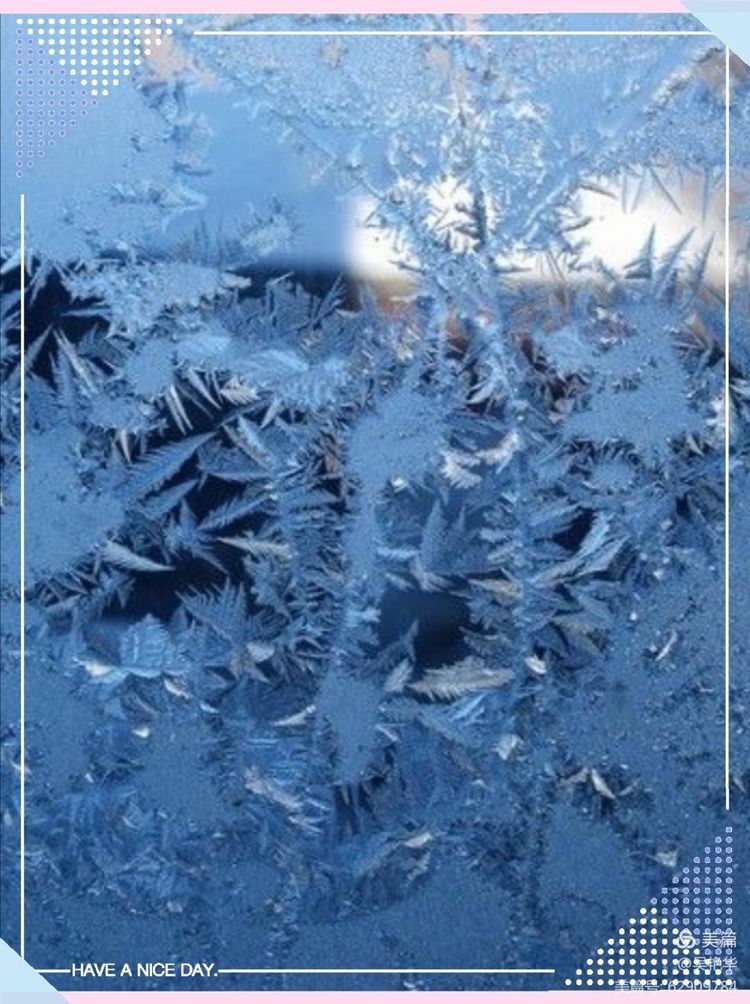 冰凌花破雪绽放，吴艳华赞其坚韧如诗，寒中吐蕊，独领春信。