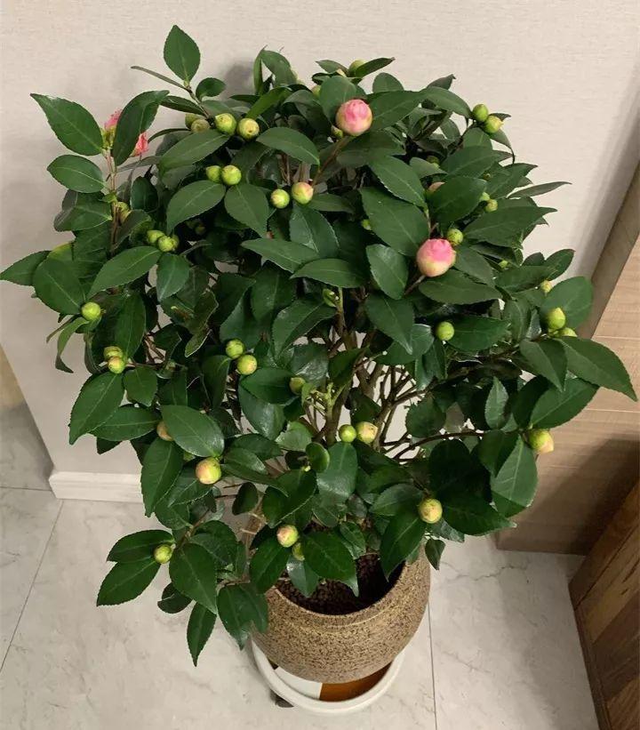 养茶花记住这5点，蹭蹭窜新芽，花开得碗口大！
