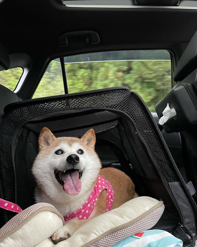 一张照片火遍全球成为表情包王者 这只柴犬过16岁生日啦 留园新闻速递news