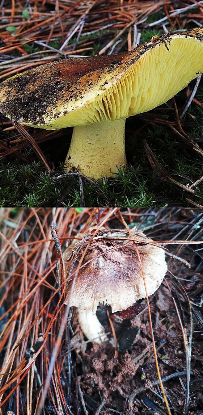 上面黄荞面菌,下面苦荞面菌荞面菌属于"煮菌",煮菌和炒菌其实很好区分