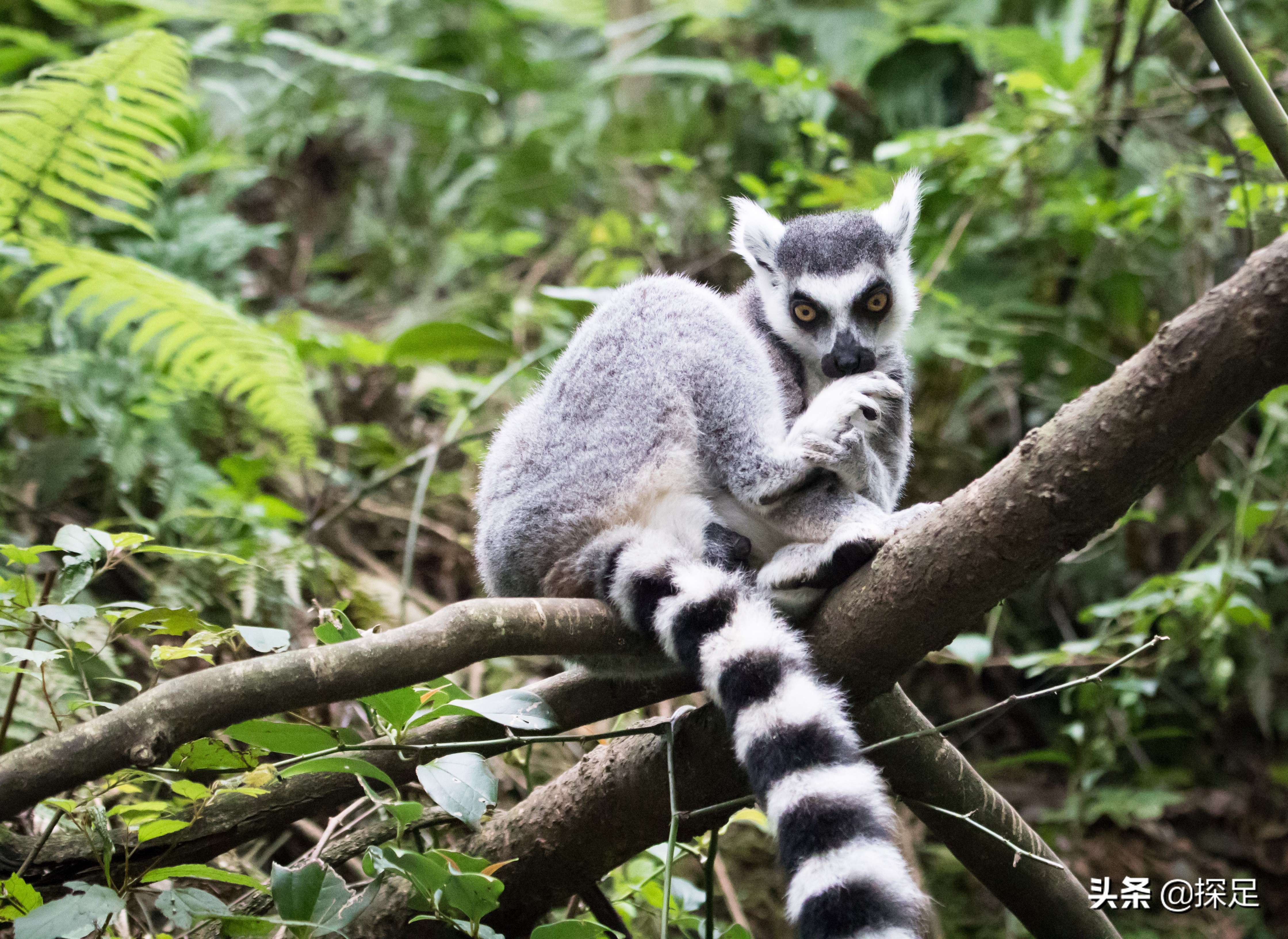 四川野生动物乐园 | 雅安碧峰峡野生动物世界