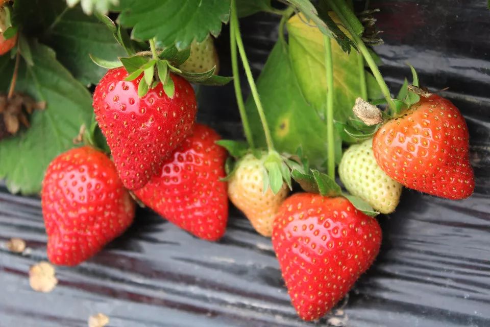 香油、麻油、花生油、菜籽油、葵花籽油、玉米油、橄榄油、棕榈油、茶籽油和椰子油。