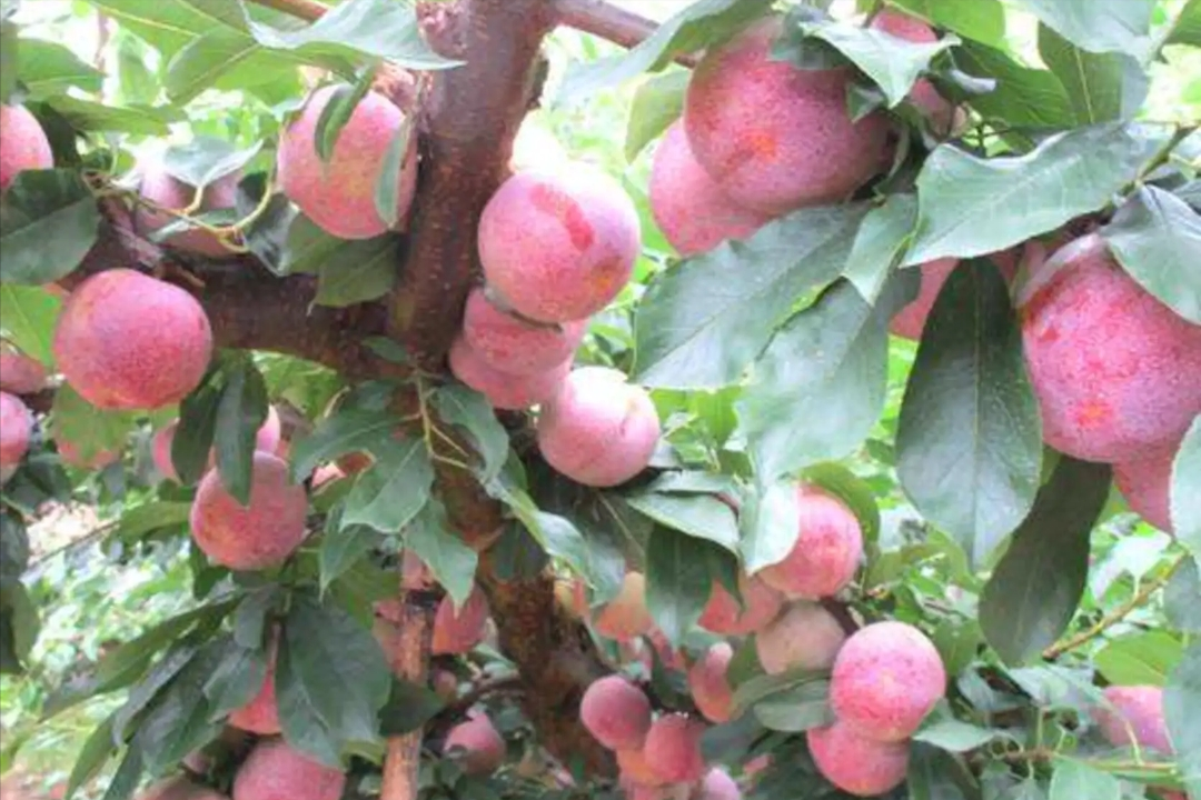 美国黑布林口碑跌至冰点，原产于我国的9个李子，你识得几个？