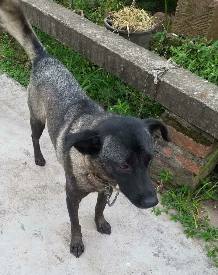 凉山猎犬,为中国四川凉山州特有品种,本地名:撵山狗,头,眼呈三角形,耷