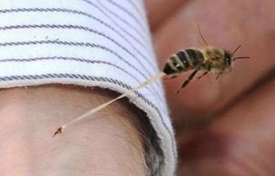 为什么蜜蜂蜇人后会死，保卫巢穴忠于蜂群，不把病毒带回家