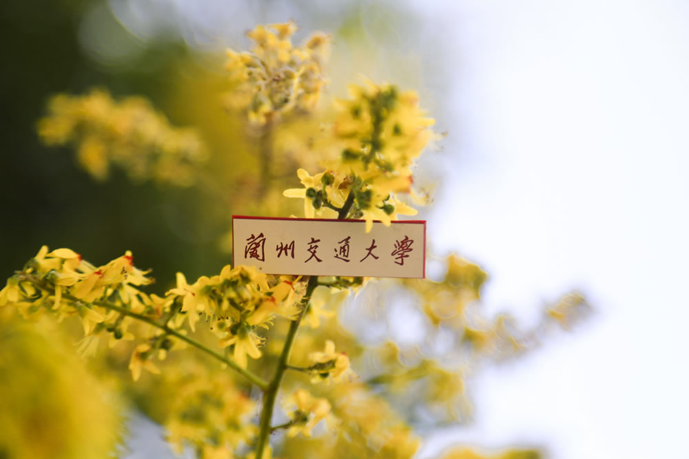 兰州交通大学设计类专业怎么样？省内排名第3位全国大学排在158名