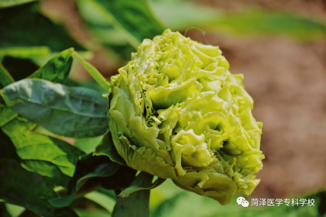 菏泽医学专科学校牡丹，又是姹紫嫣红开遍