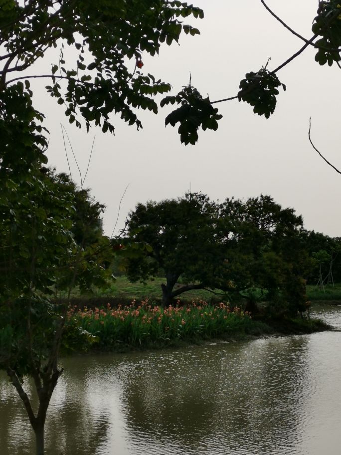 浓烈芬芳  春风十里赏花路  徜徉在广州海珠湿地的花海之中