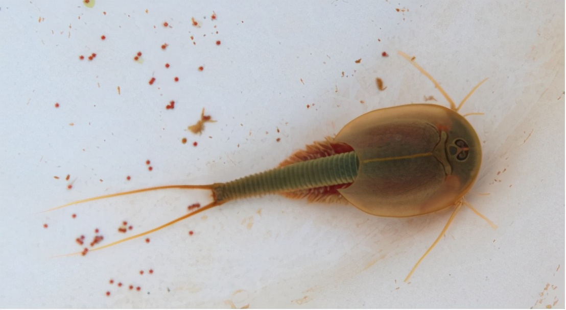 三眼恐龙虾甘肃发现三眼怪物可在太空中繁育后代在日本被当成宠物