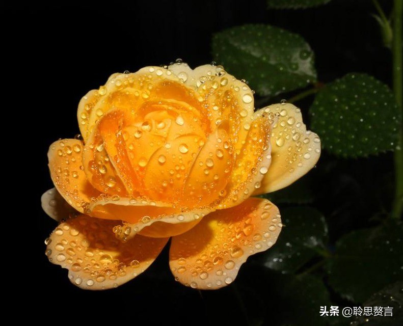 祝福生日的诗句有文化内涵又高雅的生日祝福语