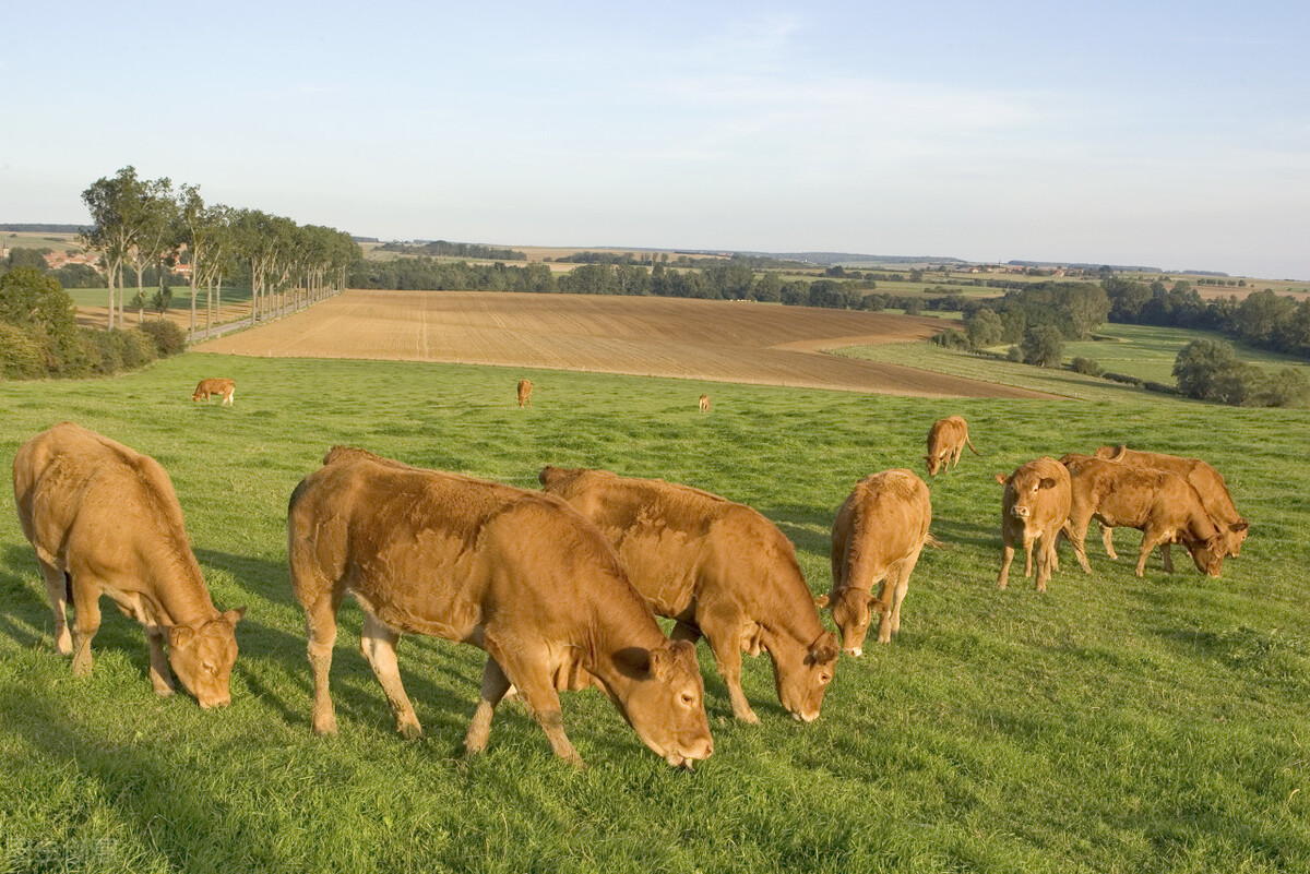 华南农业大学成人高考（华中农业大学成人高考函授专科招生报名畜牧兽医专业）