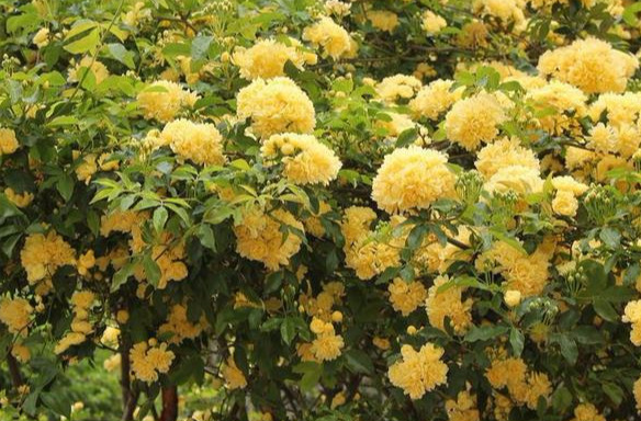 80厘米长的木香花多久开花 木香花长多高能开花 男神信息网