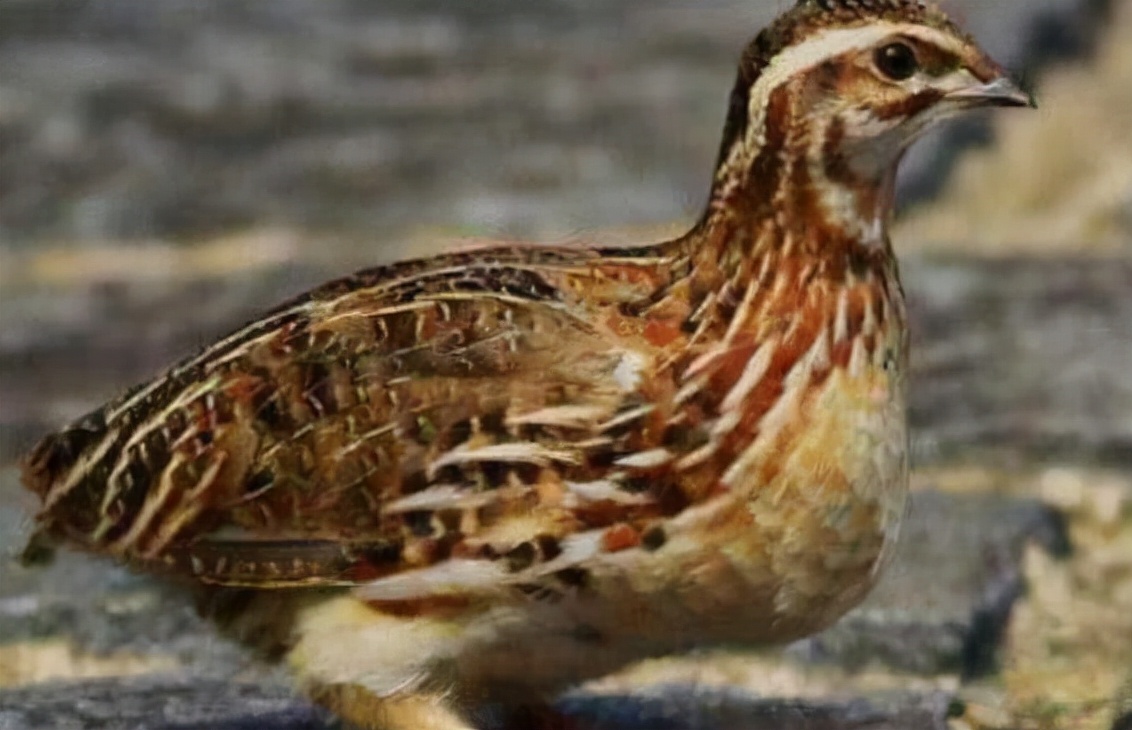 鹌怎么读？鹌的读音和意思