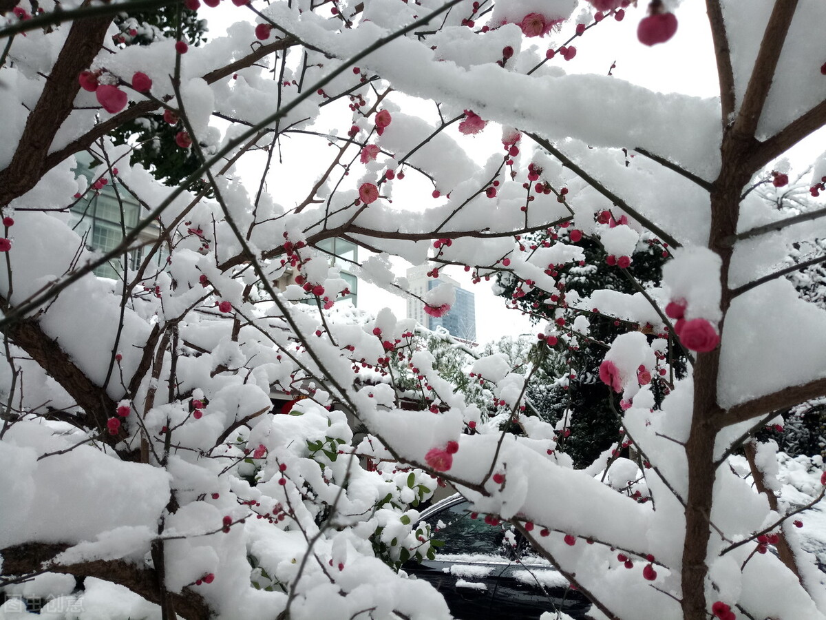古诗加油站：《雪梅》赏析，分析诗人的思想感情，教学设计编写
