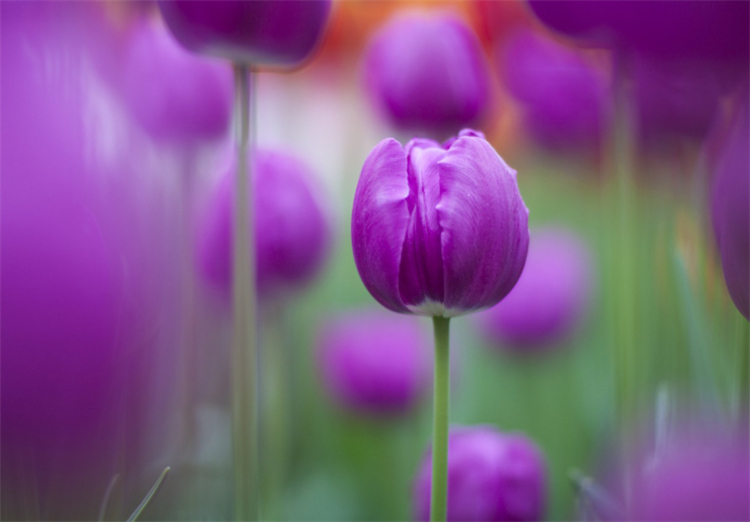 郁金香花语和寓意（有7种郁金香的花语关键时候学习下）