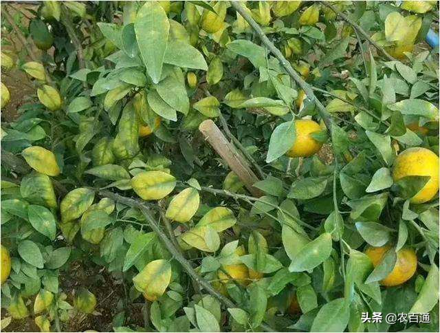 柑橘黄化原因及防控措施
