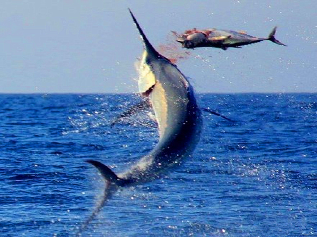 刚出生仅米粒大,成年后变身顶级海洋猎手,尖吻能刺穿油轮钢板