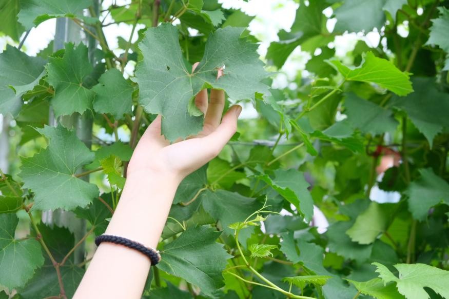 揭秘！中国农大“奇特”专业：实力位居全国第一，学生直接在酒庄品酒上课！