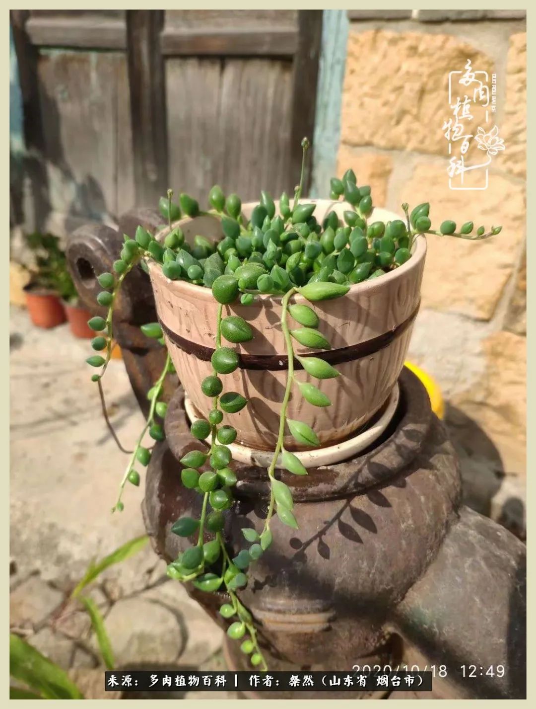 说说我的入坑肉“白牡丹”——让我欢喜让我忧