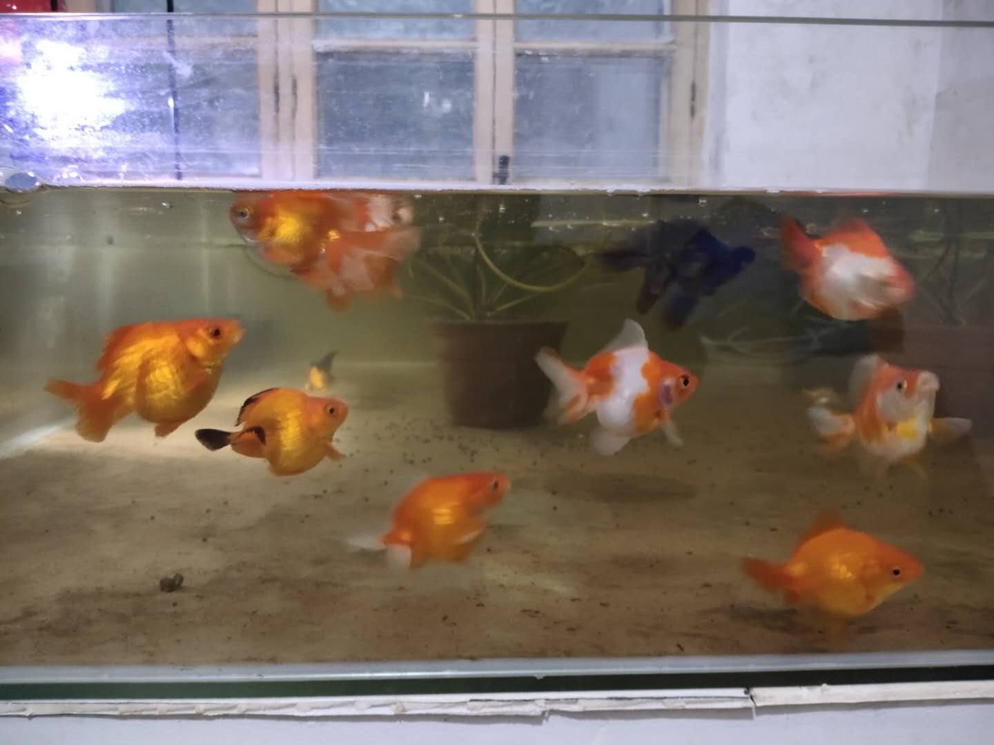 金鱼患上了白点病，会有哪些原因，采取何种保守方法治疗？