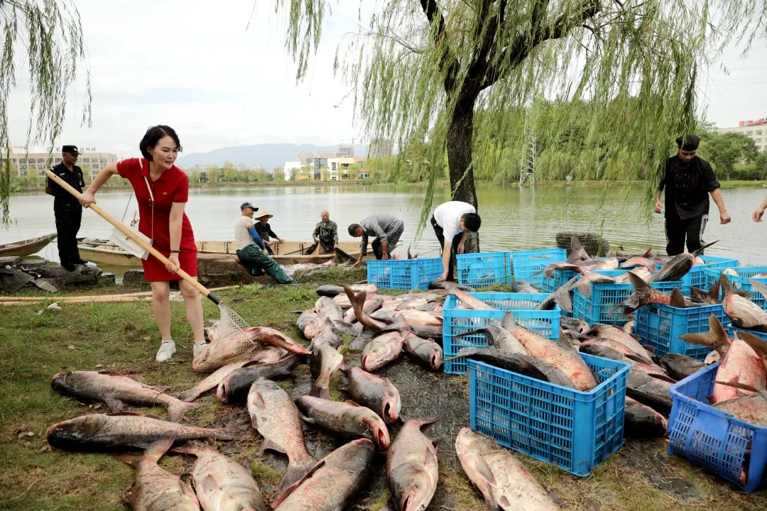 金职喊你免费吃鱼啦