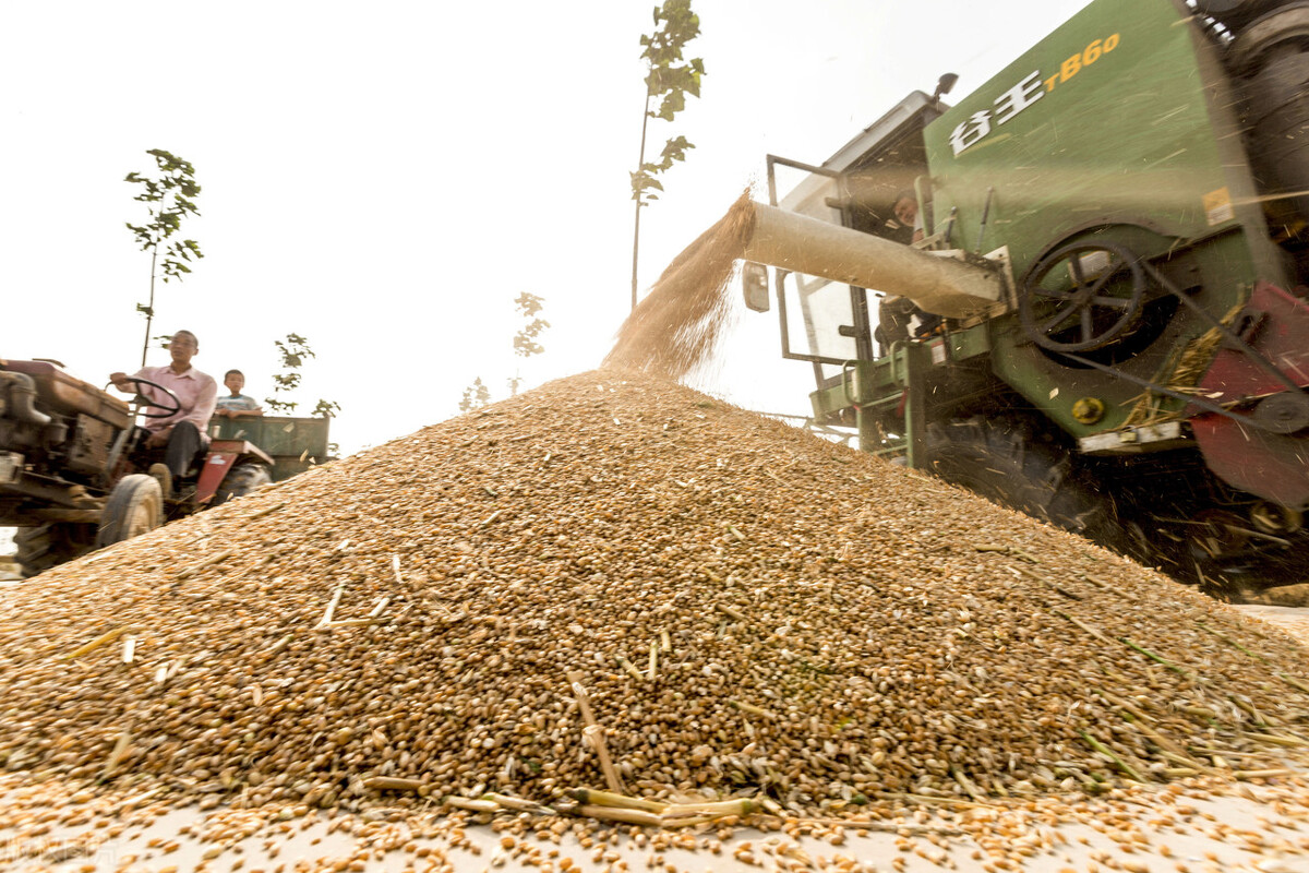小麦仍疯涨，玉米集体大跌，进口粮居高不下，粮市“噩耗”来了？