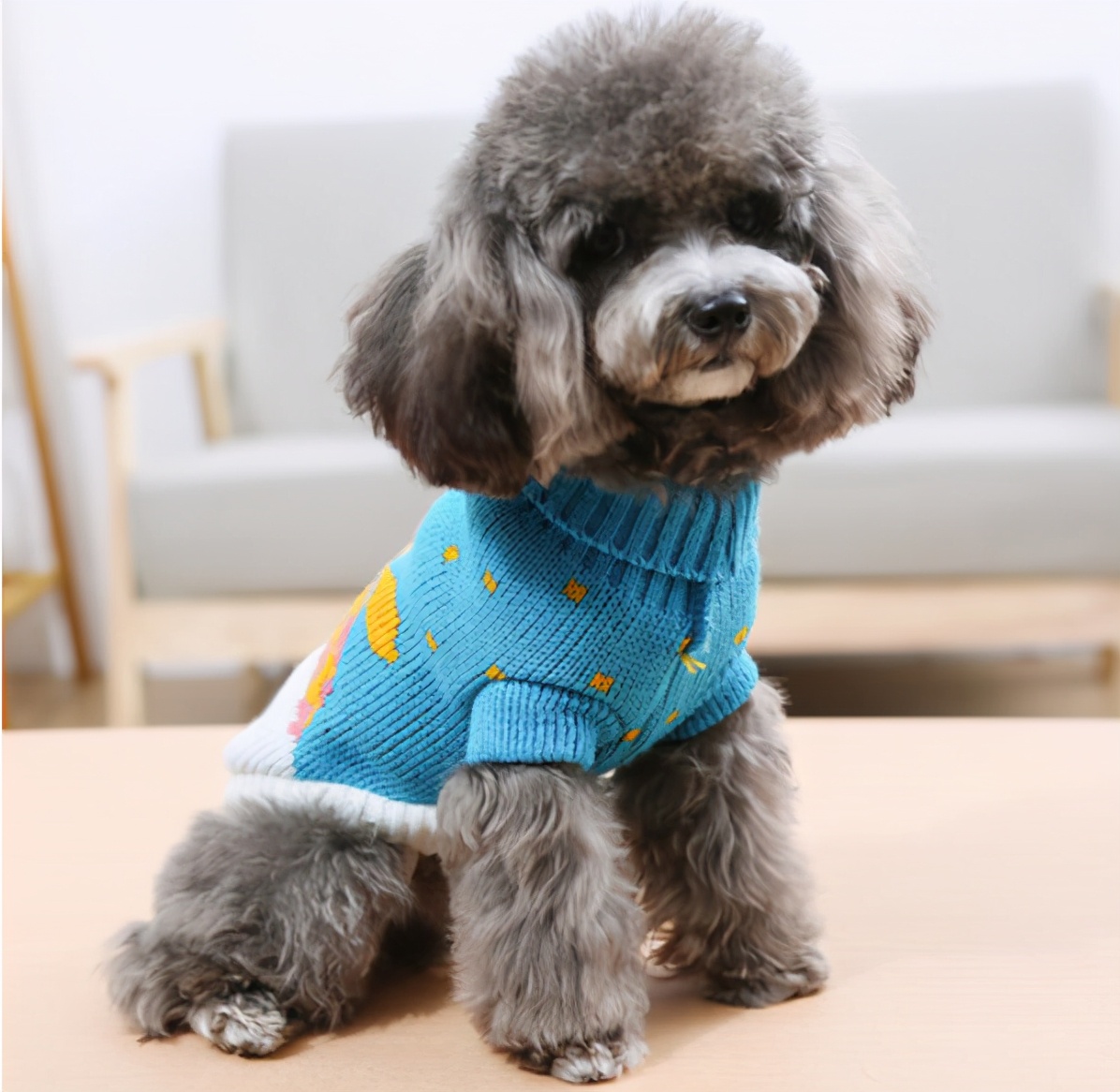 贵宾犬价格高低不一,都是这6个因素决定的