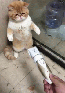 “脾气好到爆”的几种猫咪，最适合想养猫的你