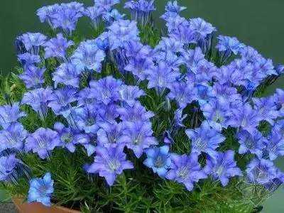 100种花的花语，太全了！ 第95张