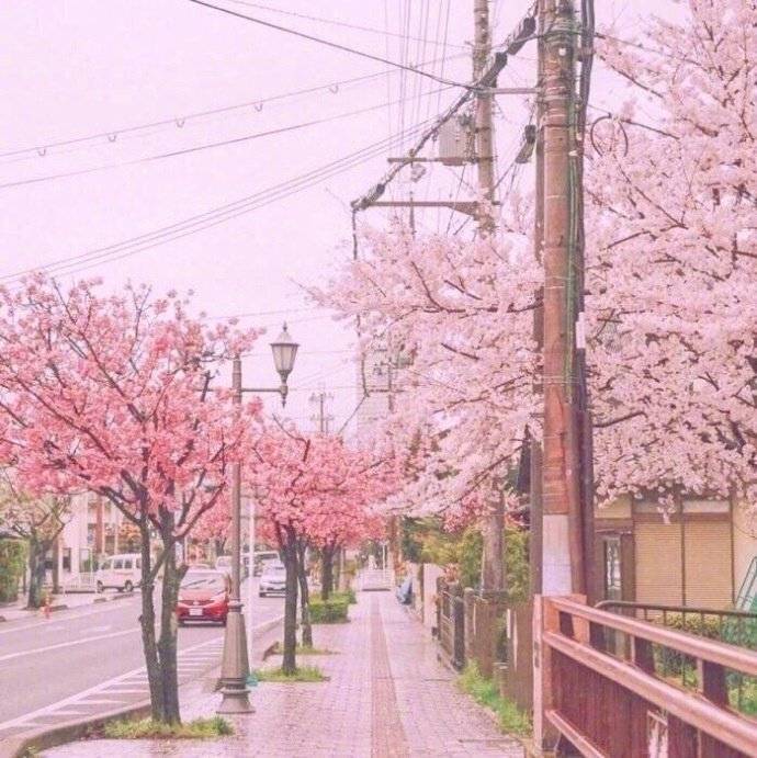 春风急，樱花杨柳雨凄凄，描写樱花的50首诗词惊艳了整个春天！