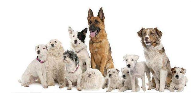 这7种狗，人生要养上其中一只才算完整，你家在其中吗？