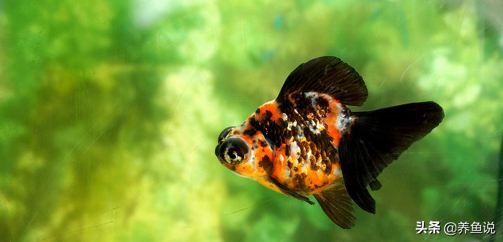 觀賞魚(yú)養(yǎng)殖技術(shù),觀賞魚(yú)養(yǎng)殖技術(shù)及方法大全