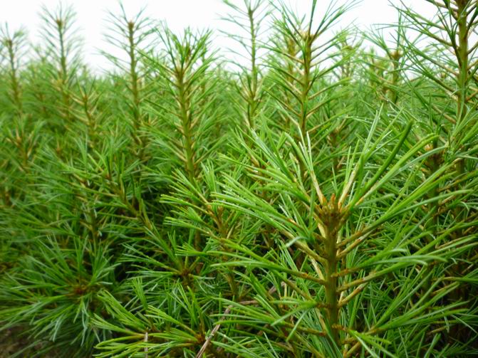 华山松,白皮松三种叶鞘在叶子生长以后叶鞘脱落.