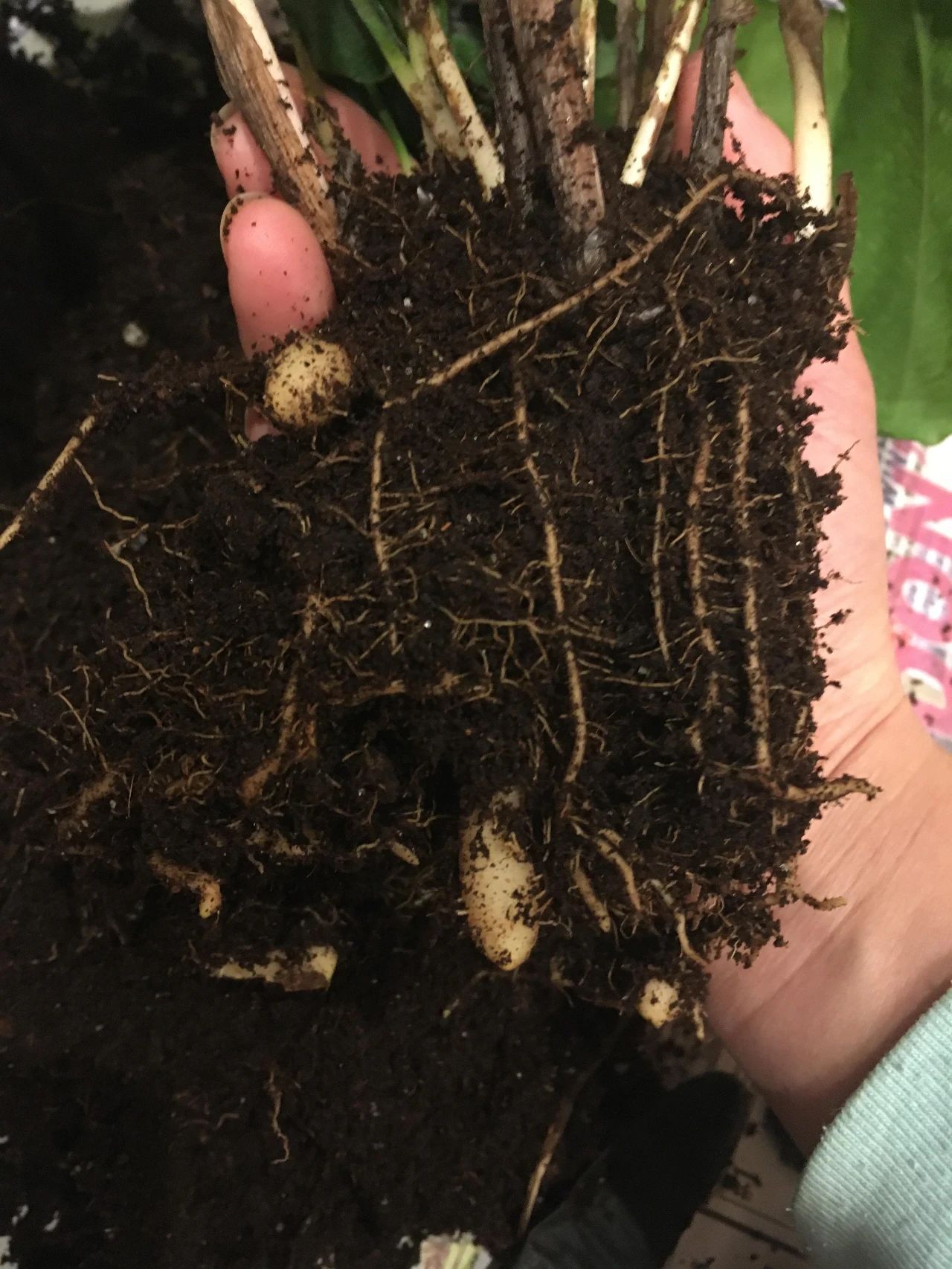 孔雀竹芋的根茎繁殖图片