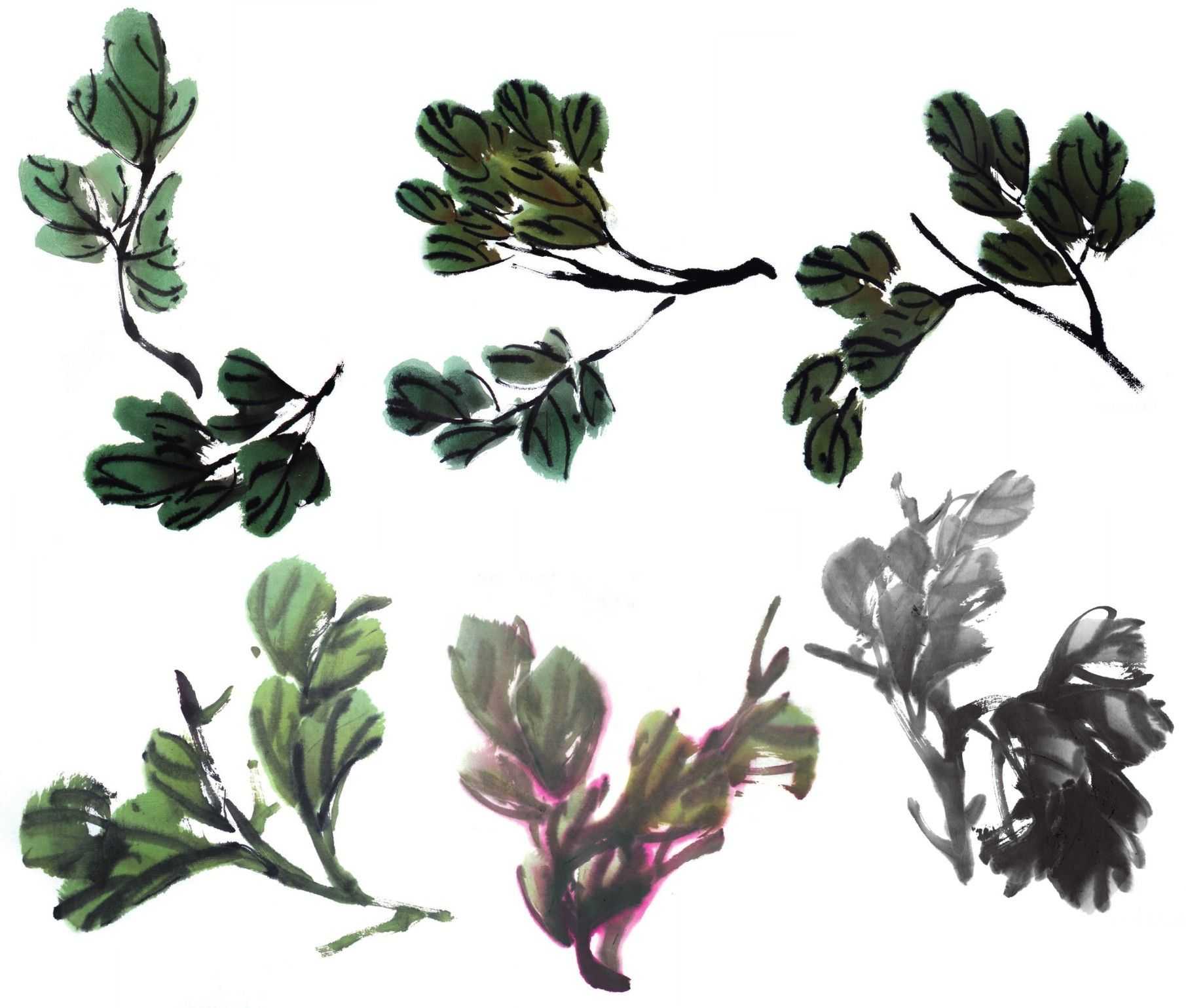 零基础国画教程:分步骤讲解牡丹叶子画法,简单易学,一起来临摹