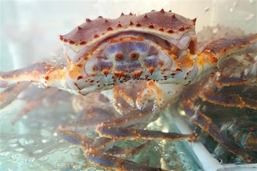 「螃蟹梭子蟹」螃蟹种类有哪些（种类及名称详解）