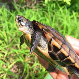 发现野生石龟要怎么养小技巧精心整理