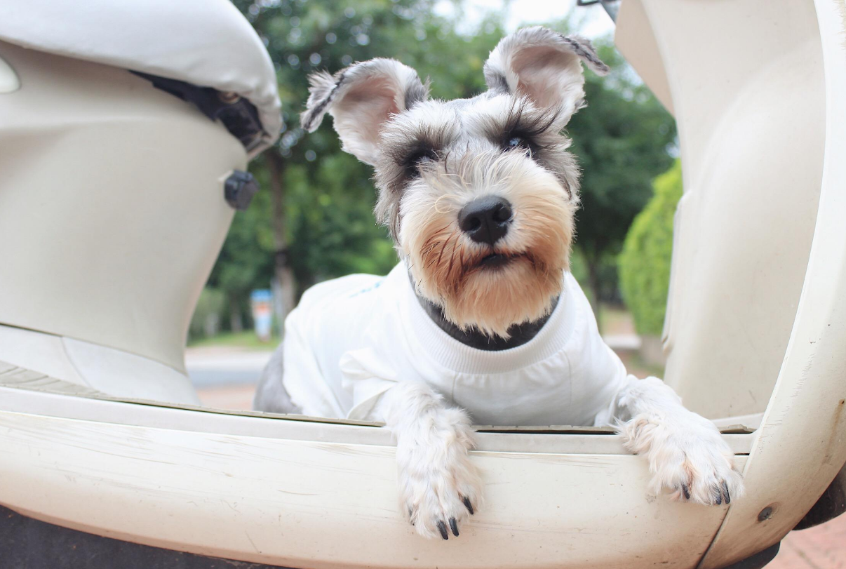 雪纳瑞纯不纯,看它这些地方有没有达标就知道了