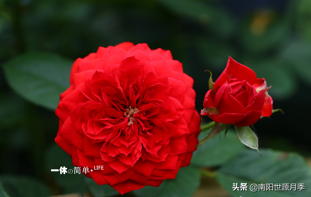 莫奈月季的优缺点（强烈推荐8款月季耐热耐晒）