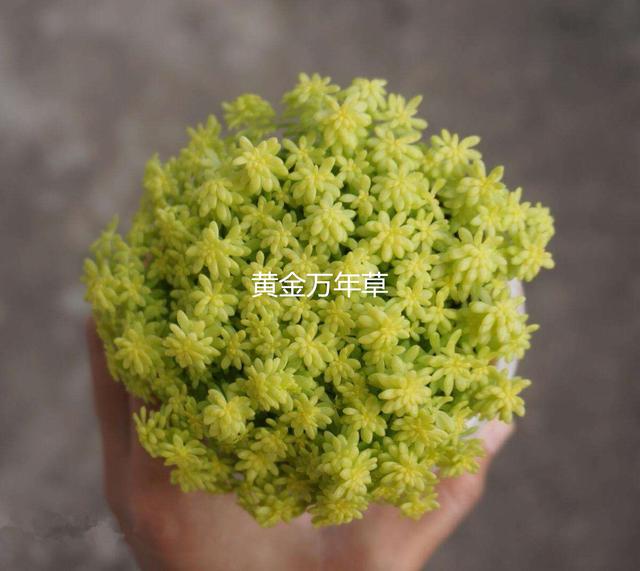 现在的人那么多喜欢多肉植物,你知道多肉植物得风水学吗?