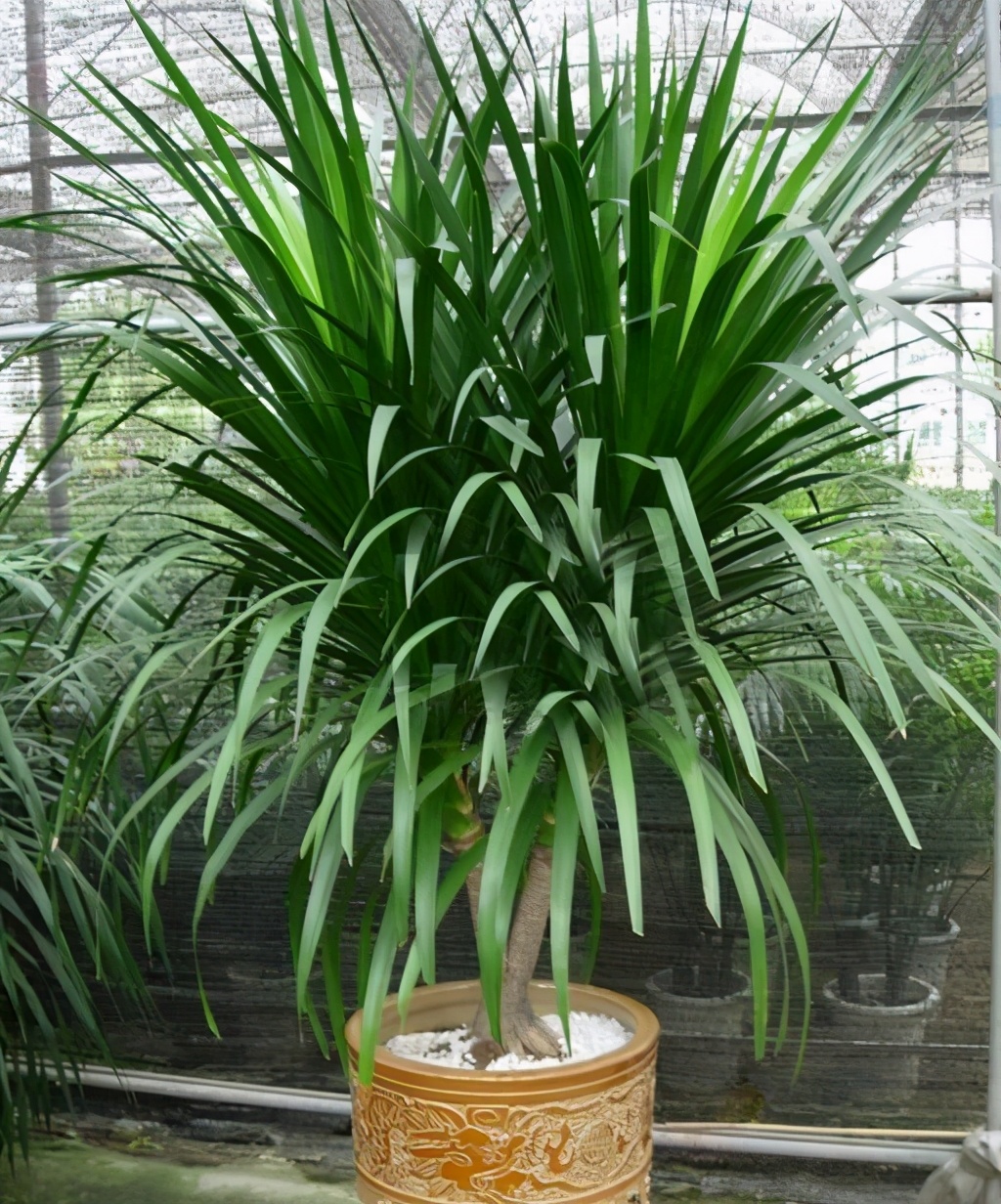 龙血树枝条怎么养忌讳什么干货