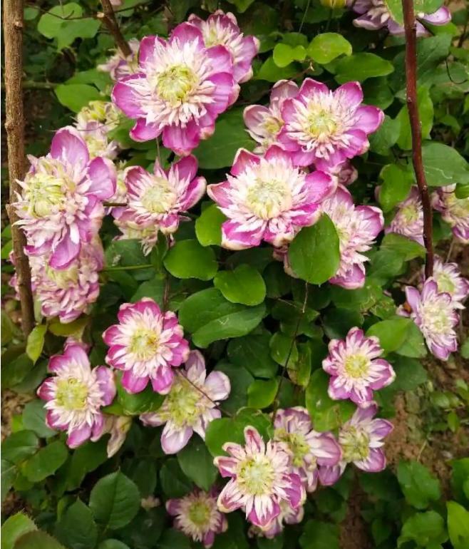 “花园三宝”之一,1年能开花上百天,冬天特别抗寒