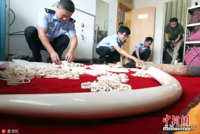 象牙黑市被曝光!进货克价7元,转手赚几十倍……