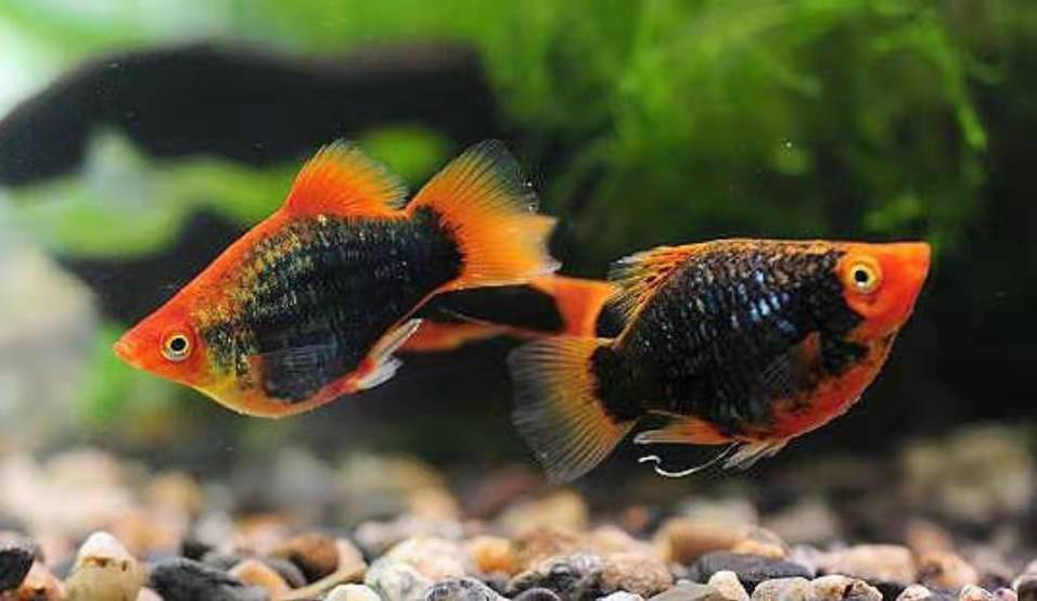 和孔雀鱼同样的习性与食性,这种小型观赏鱼也能饲养到爆缸