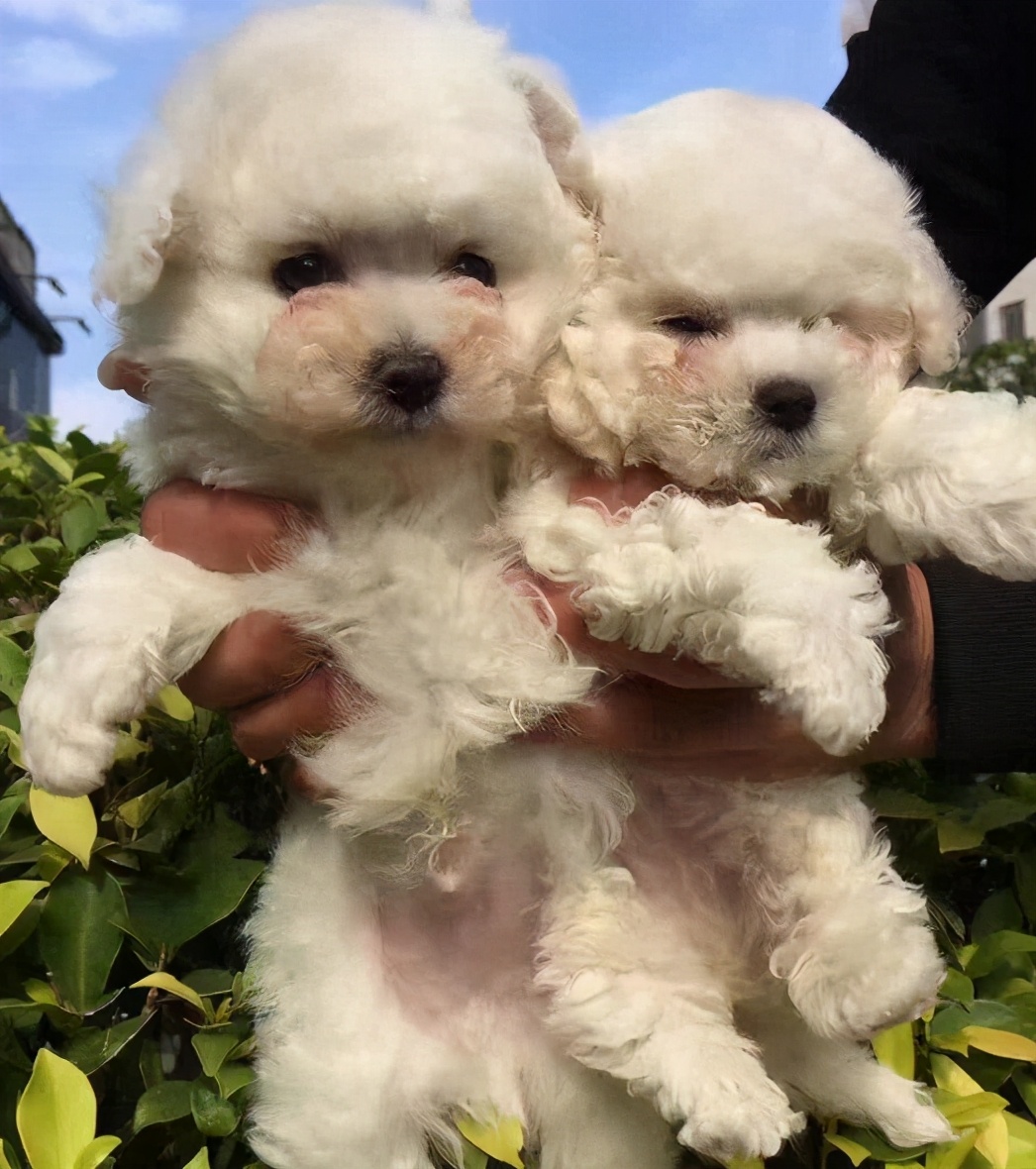 比熊幼犬多少錢一隻(如何飼養比熊幼犬) - 價格百科