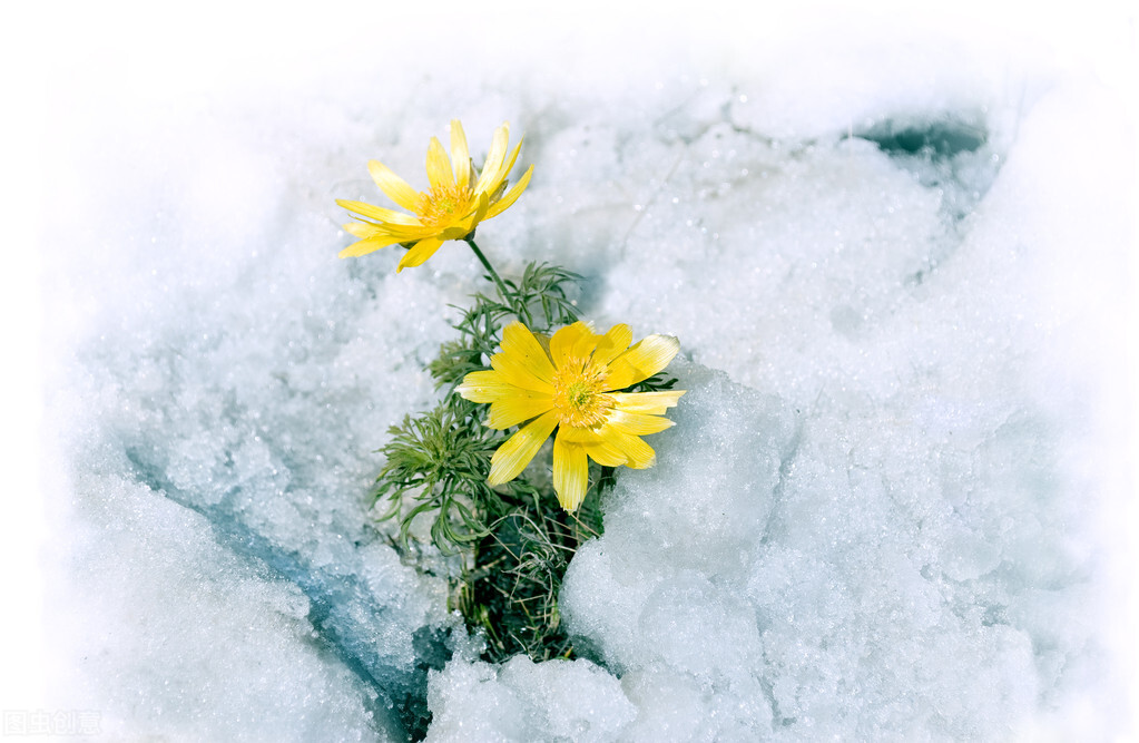 冬有冬的来意，雪有雪的秘密（50句关于初雪的浪漫句子）