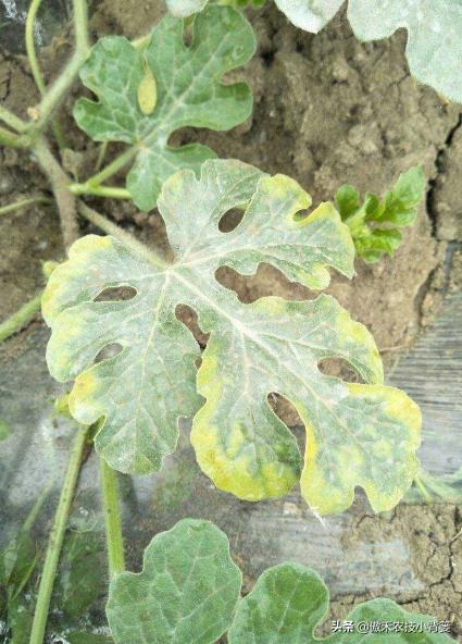 农作物、绿植花卉黄叶的原因及防治方法总结,简单对照、轻松解决