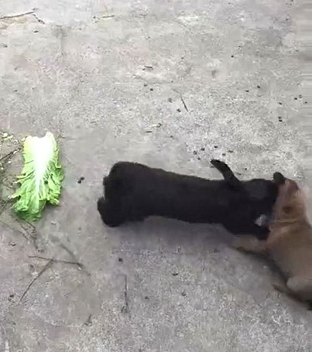 垂耳兔怎么養,垂耳兔怎么養它會和你熟