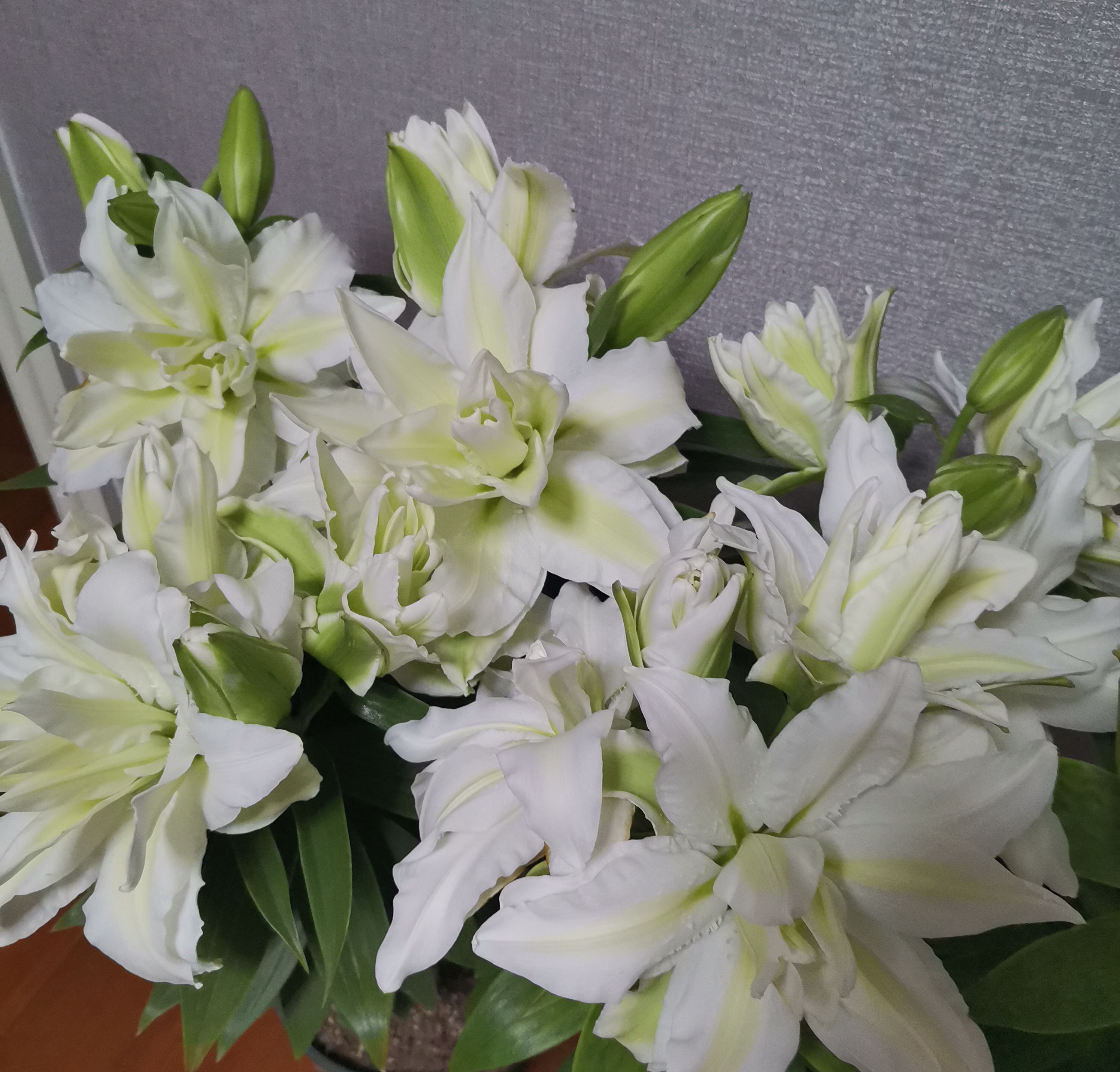 百合花界的“巨无霸”—爱莎，花型巨大，又美又香，阳台也能养